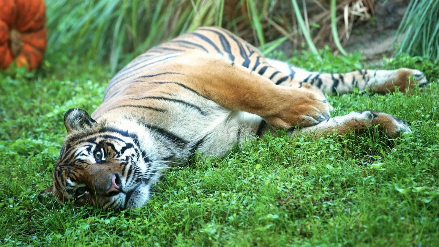 Magic of Disney's Animal Kingdom