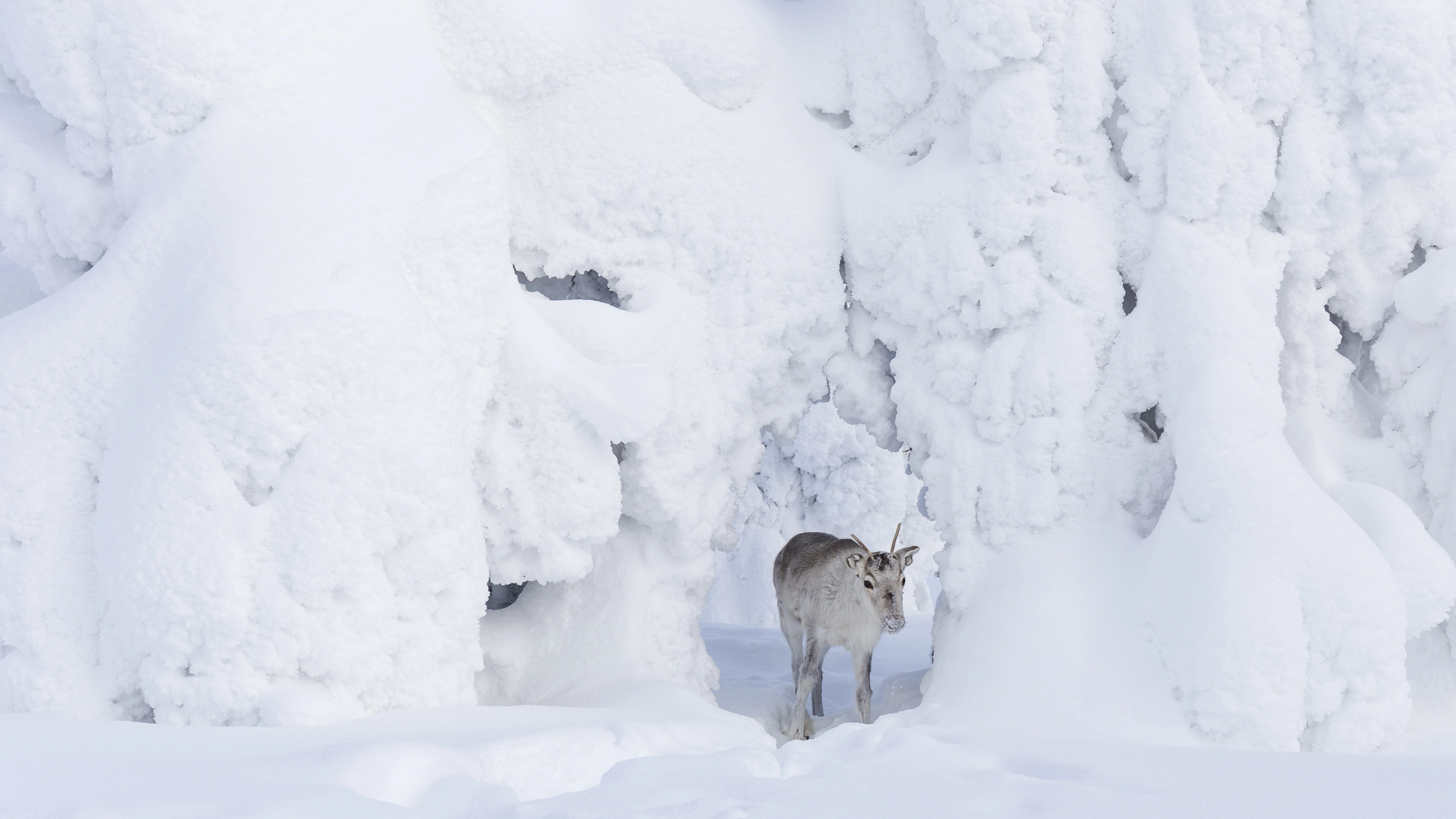A Reindeer's Journey