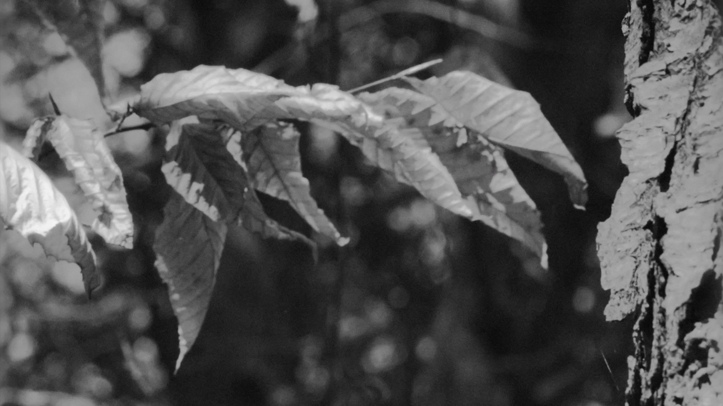 Cold Days From the Treetops