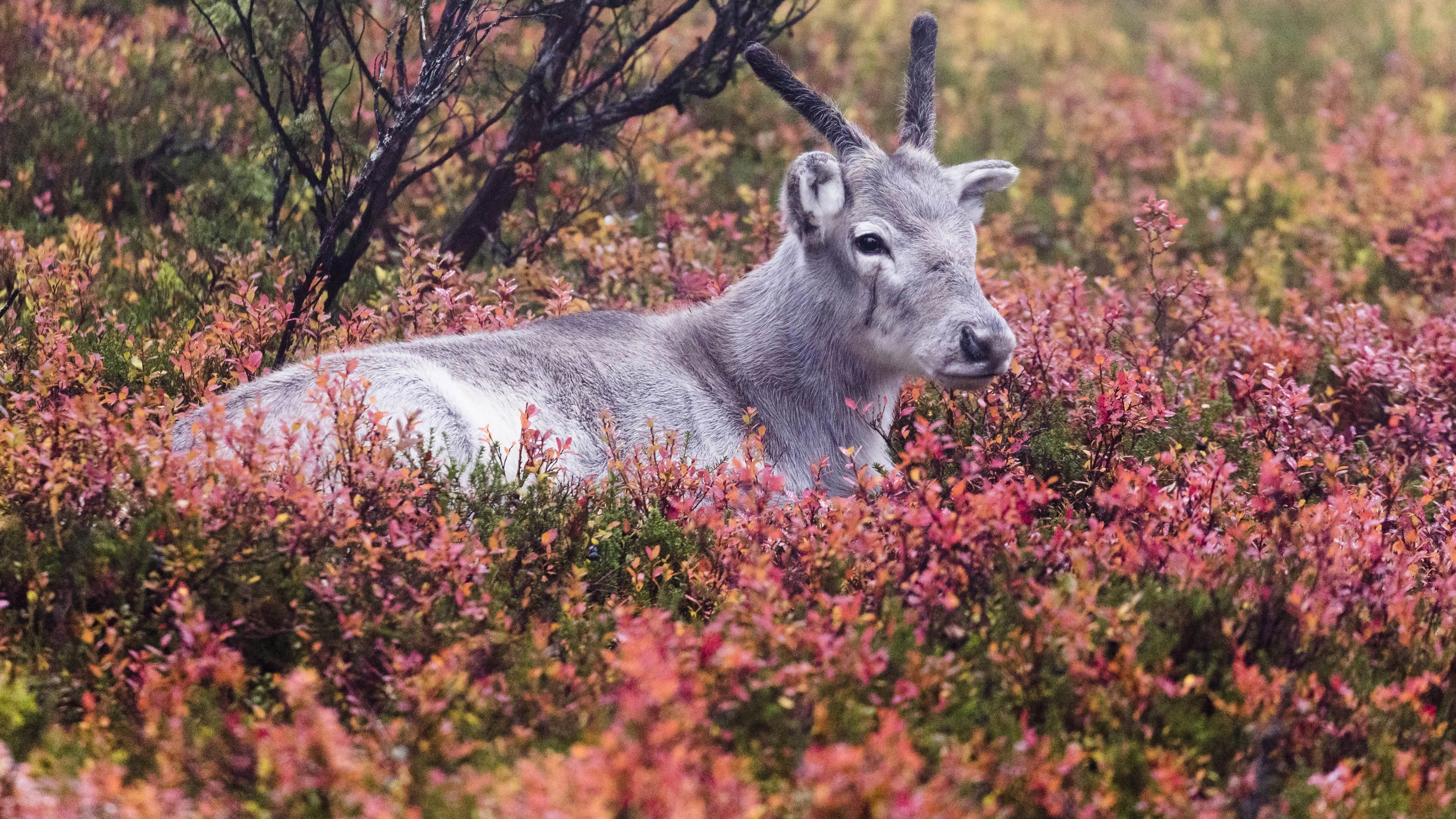 A Reindeer's Journey
