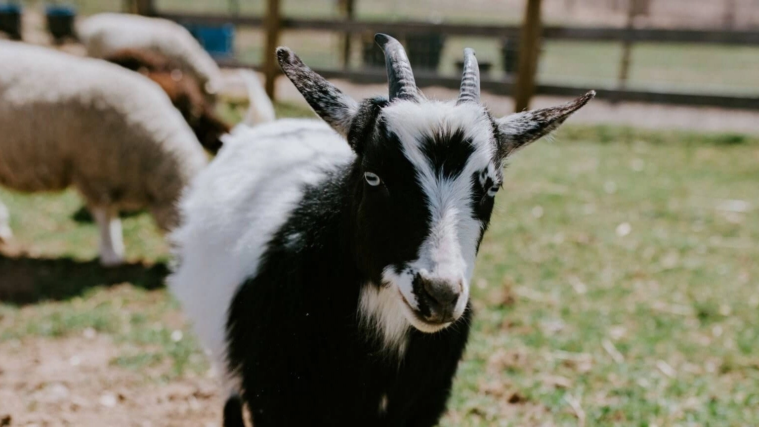 Saved By The Barn