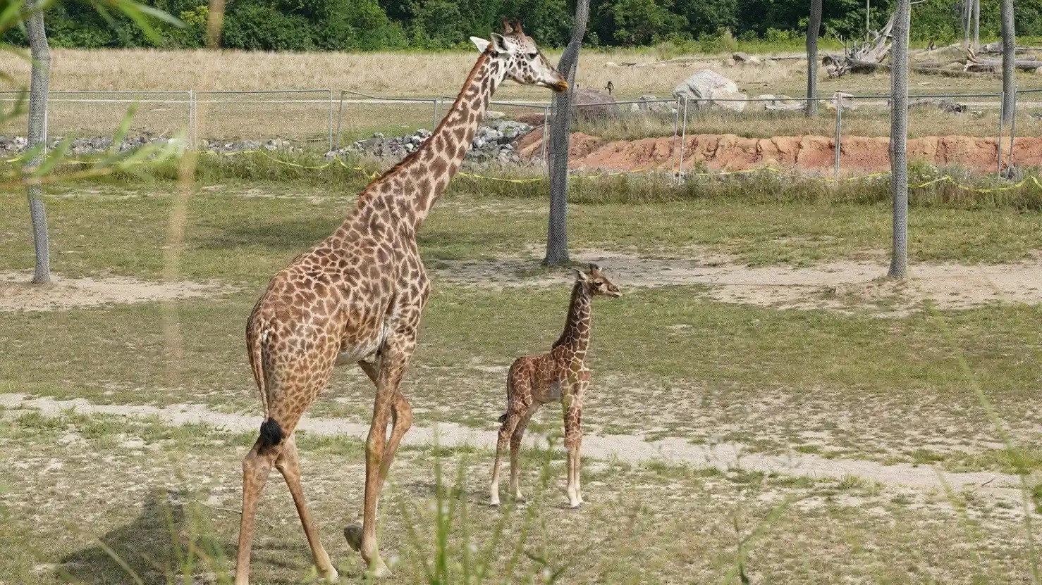 Secrets of the Zoo
