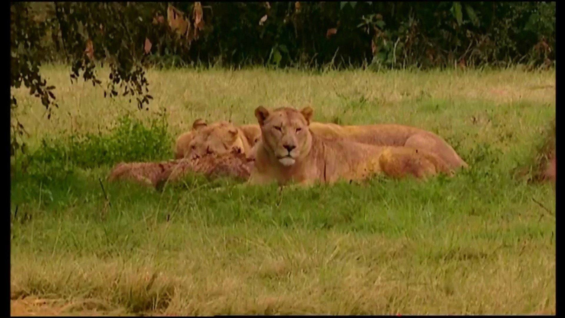 Animal Life: Young & Wild