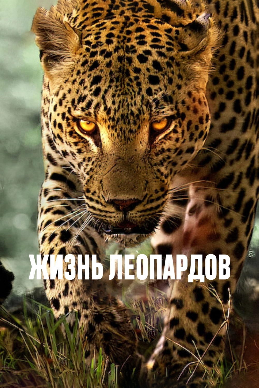 Living with Leopards