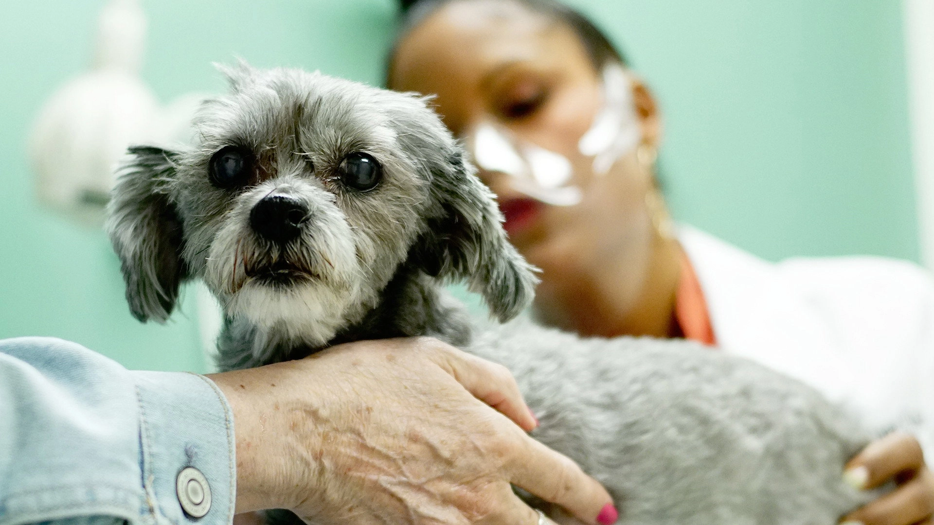 Pop Goes the Vet with Dr. Joya