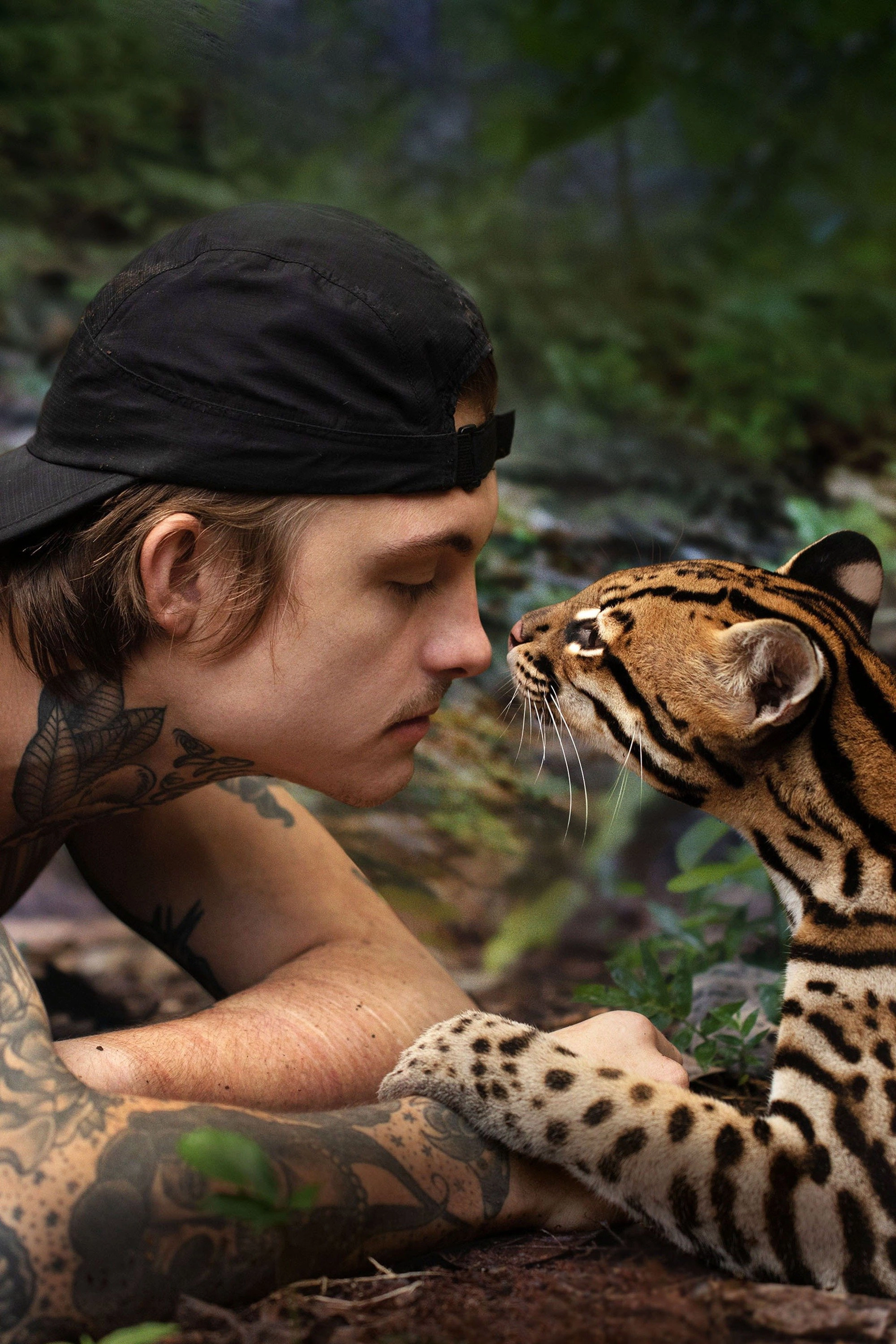 Wildcat