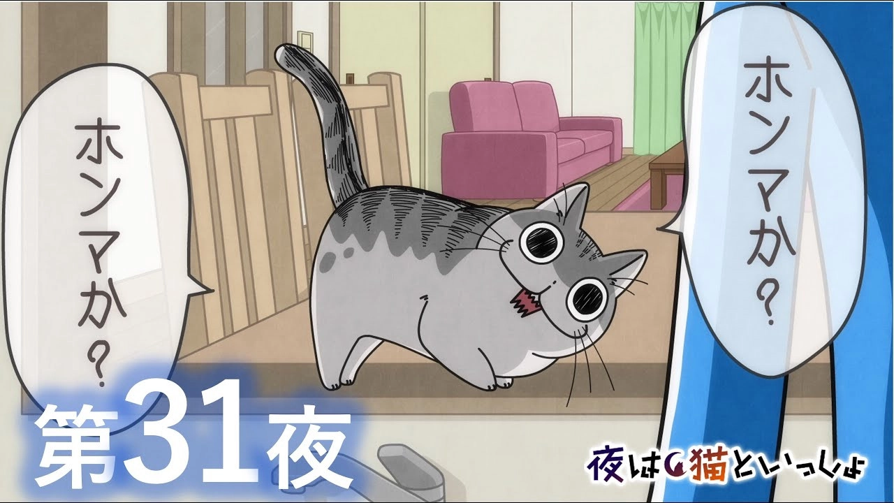Nights with a Cat