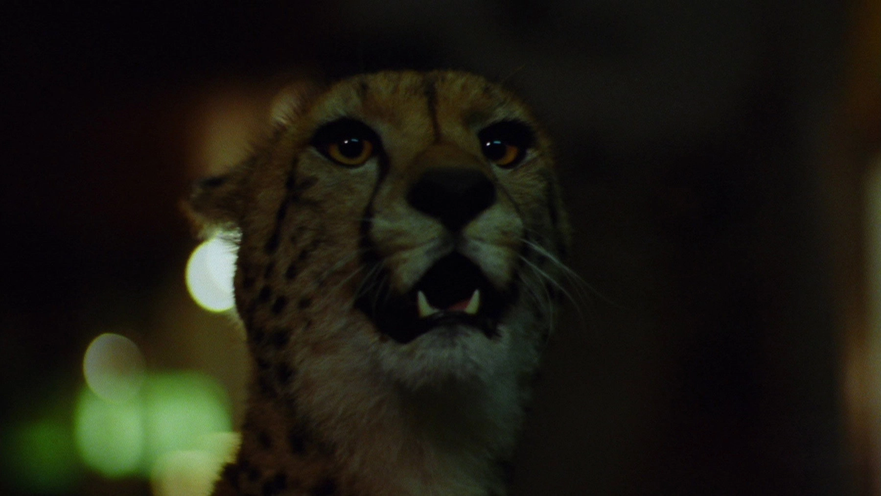 Wild Beasts