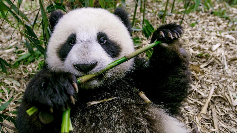 The Hidden Kingdoms of China