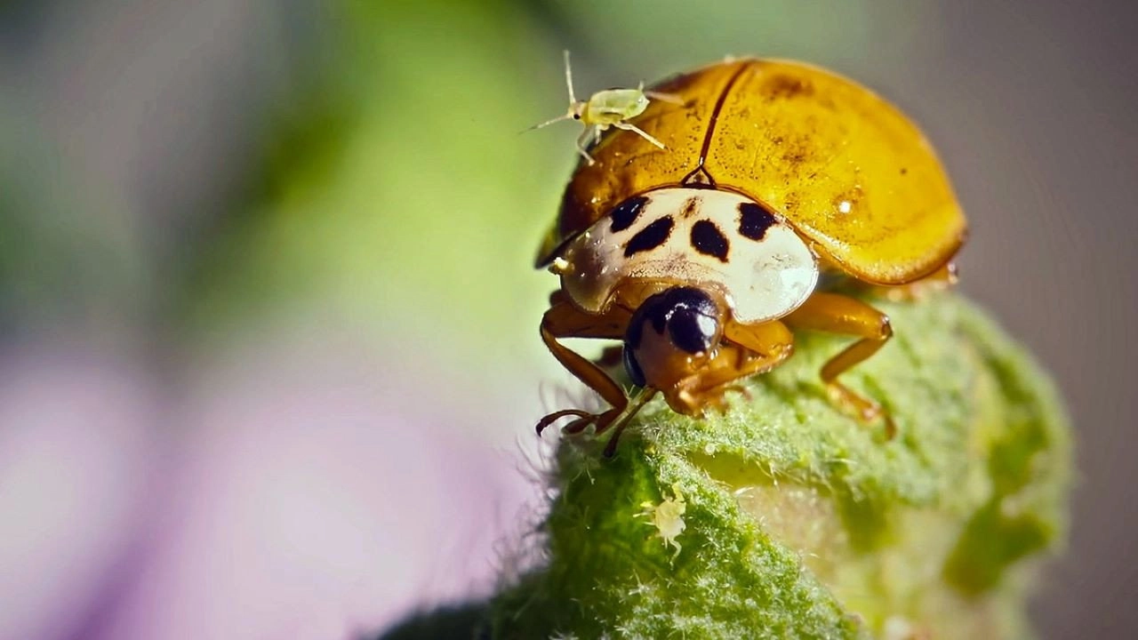 Nos chères bestioles