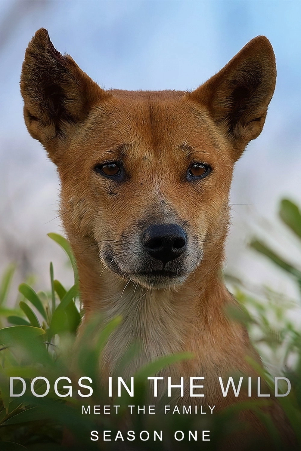 Dogs in the Wild: Meet the Family
