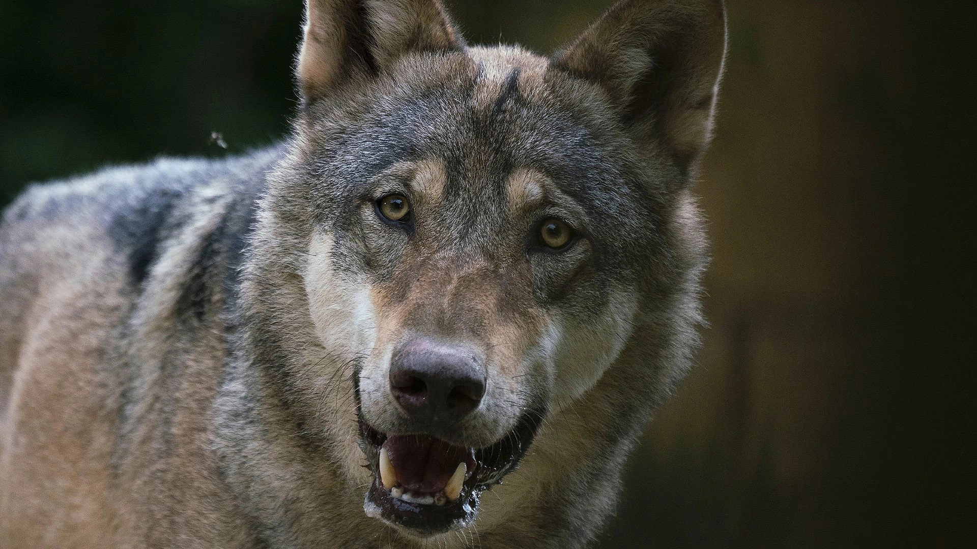 Dogs in the Wild: Meet the Family