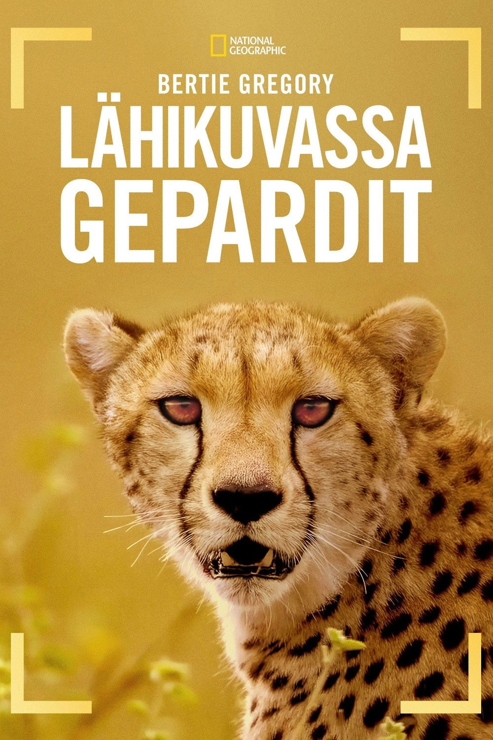 Cheetahs Up Close with Bertie Gregory