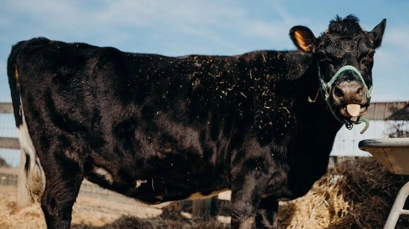Saved By The Barn