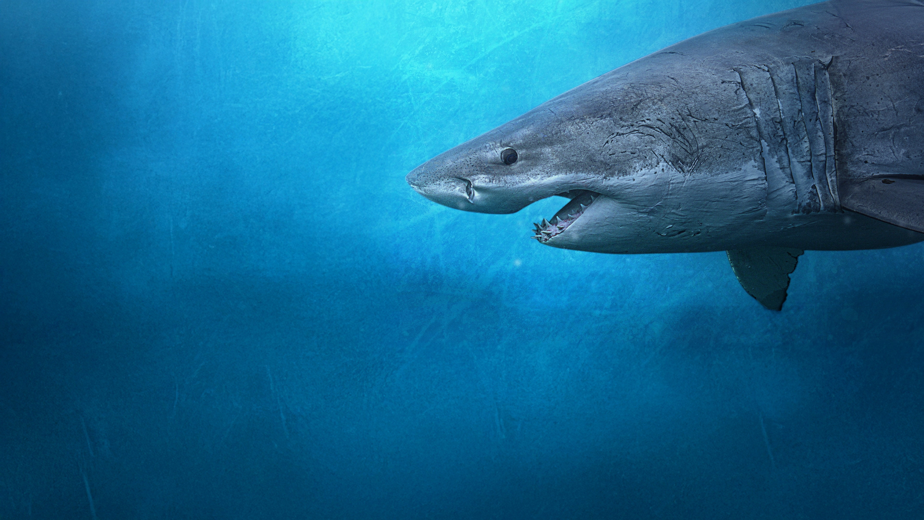 Sharks of the North