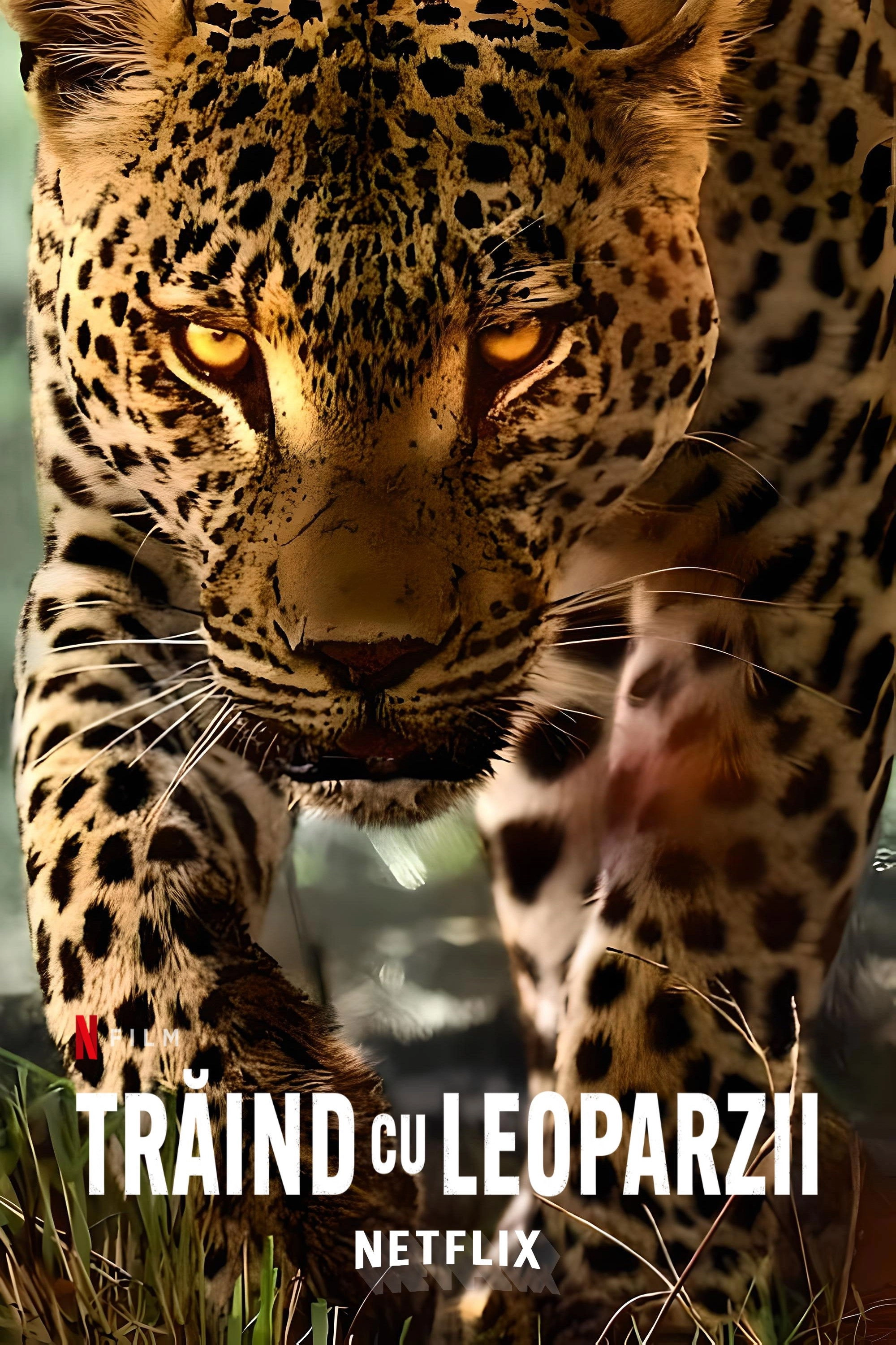 Living with Leopards