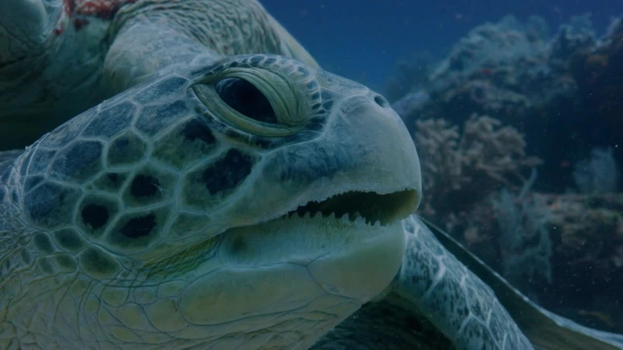 Hostile Planet
