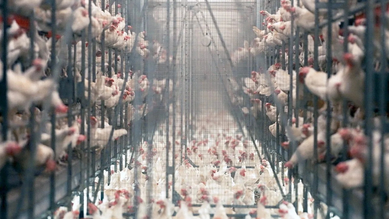 Production Line Animals
