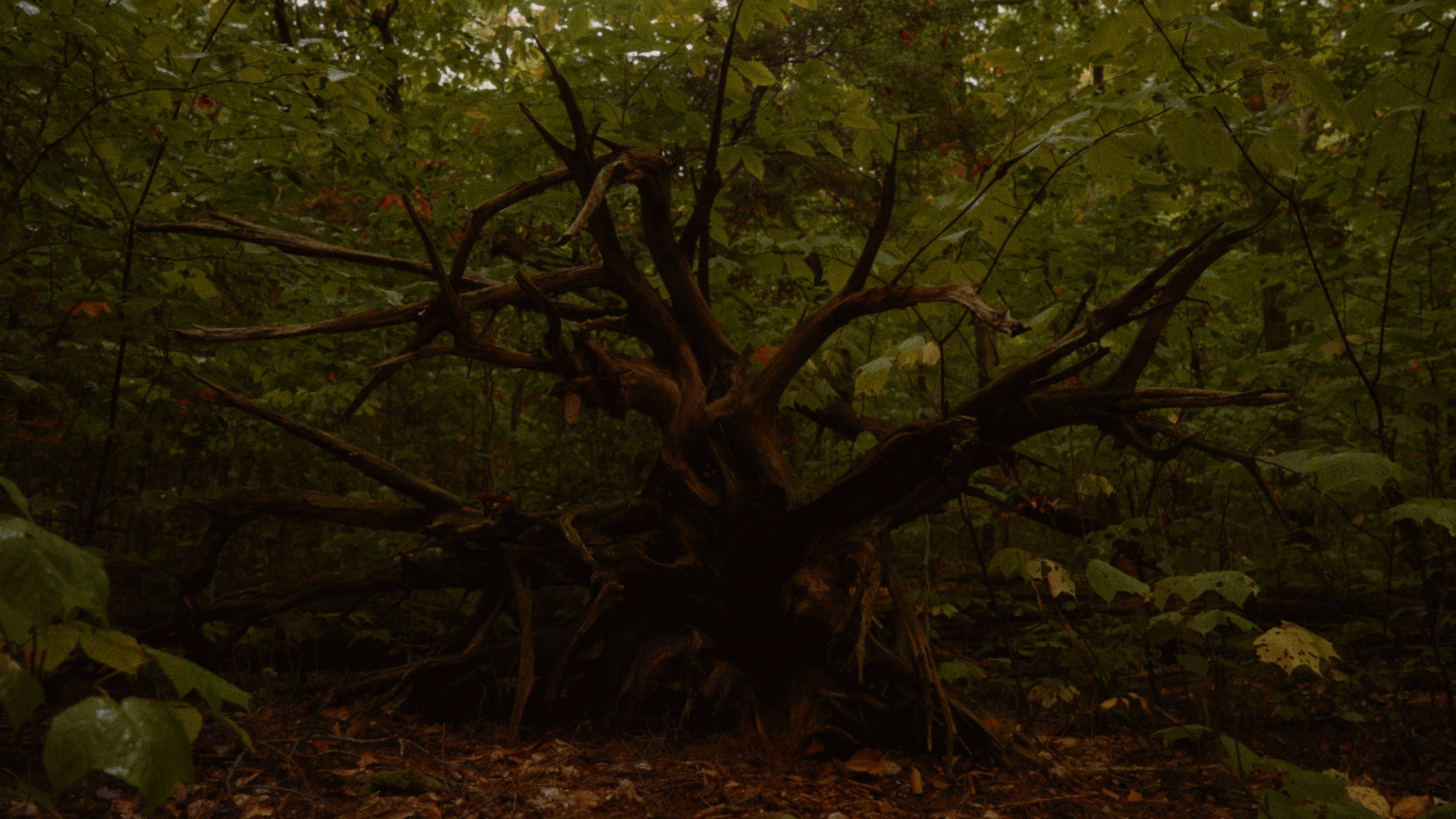 Fire and the Forest