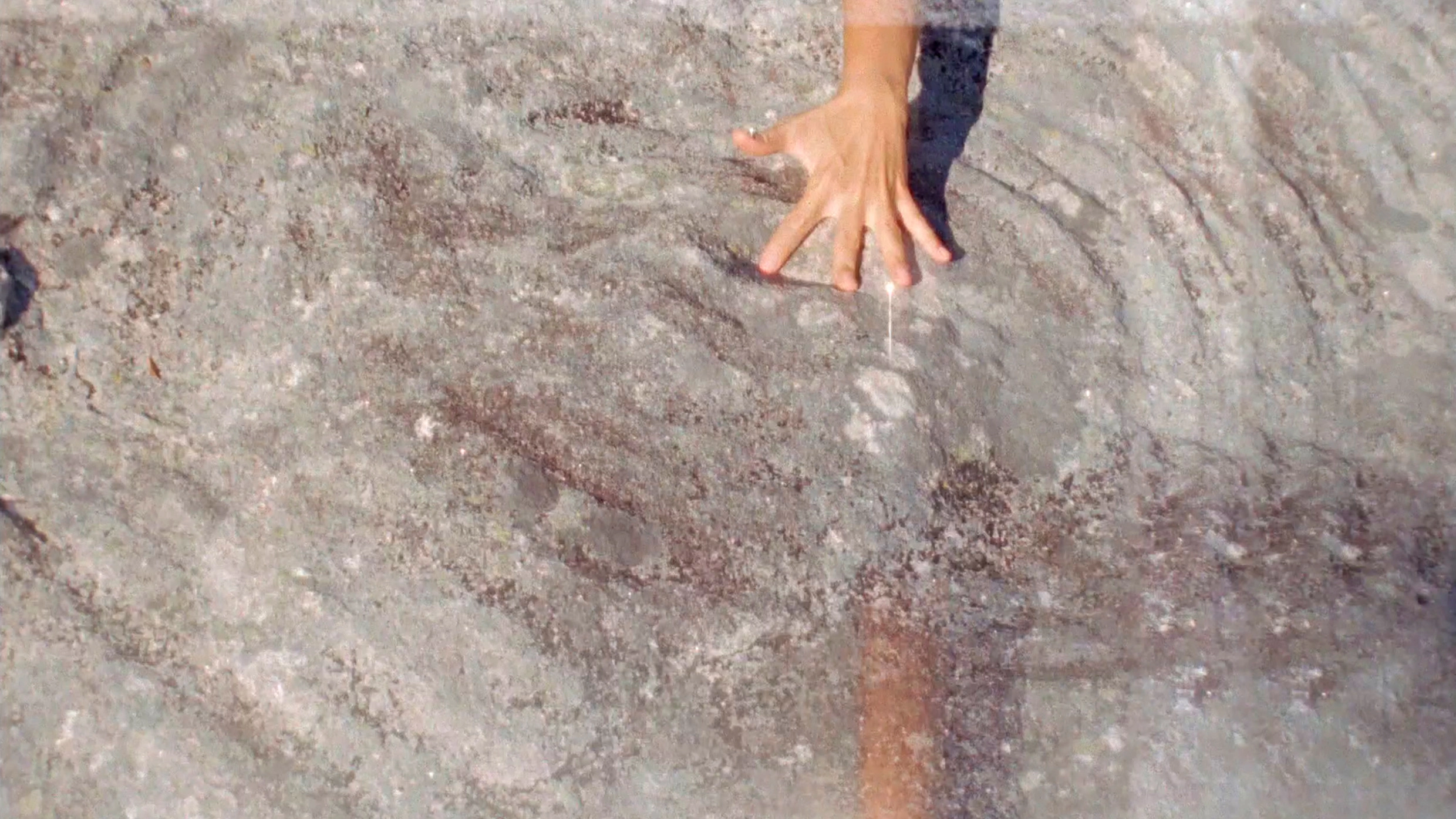 Metamorphosis' Chantings or That Time When I Incarnated as Porpoise