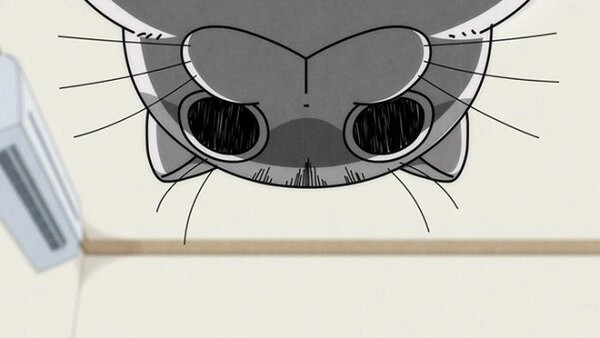 Nights with a Cat
