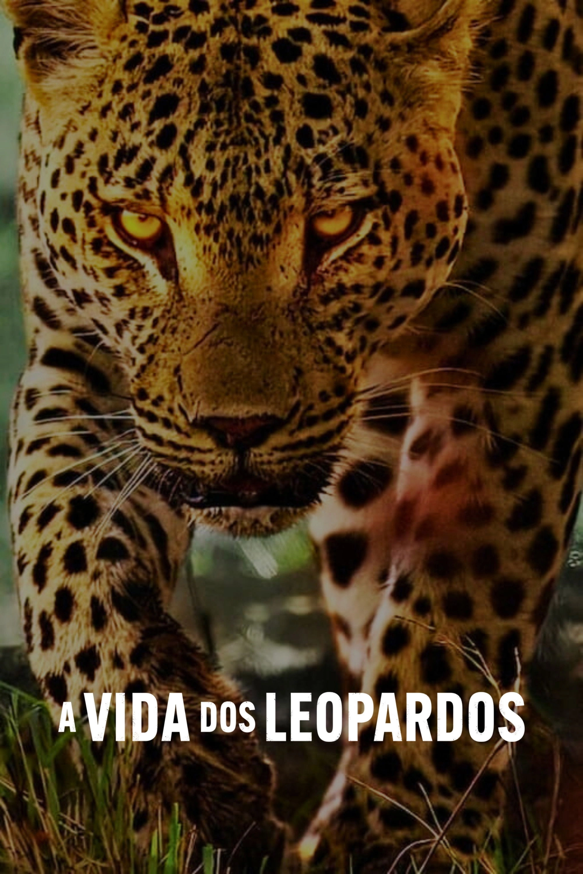 Living with Leopards