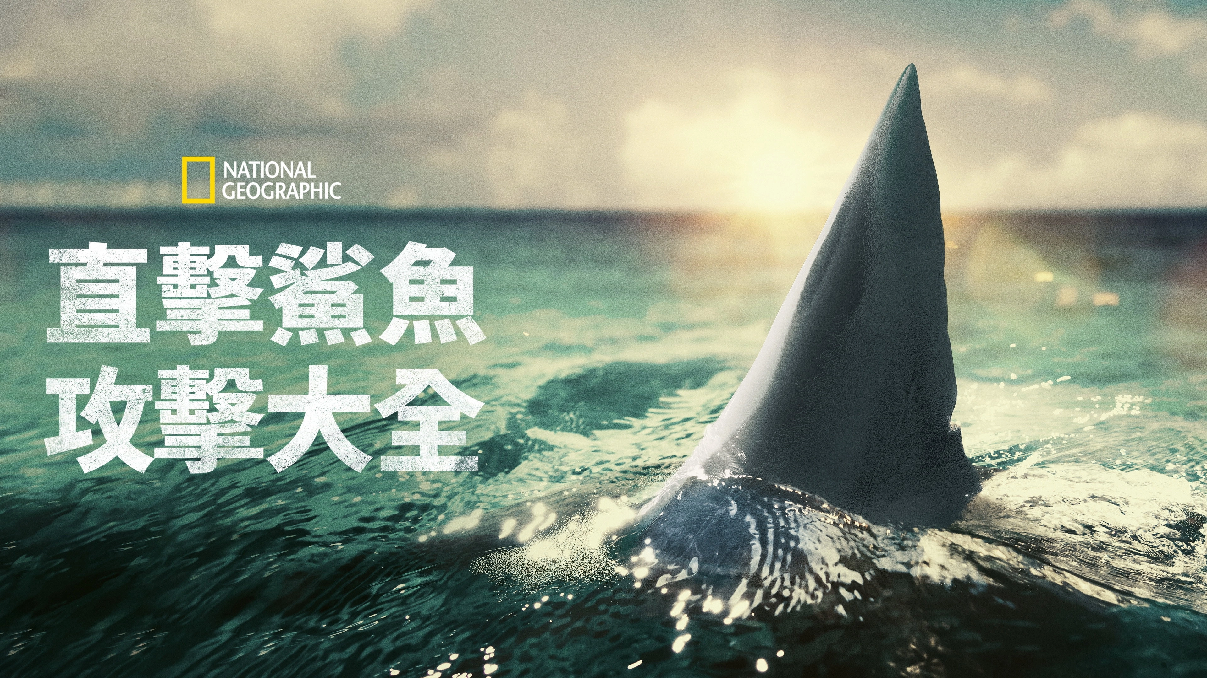 When Sharks Attack 360