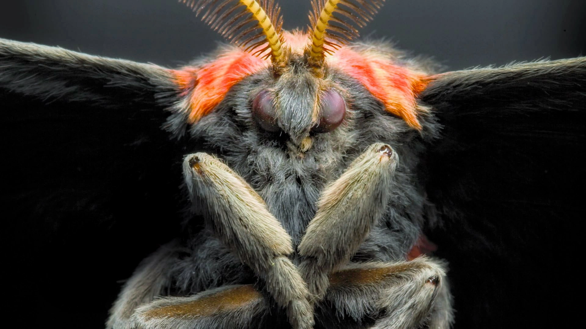 Micro Monsters with David Attenborough