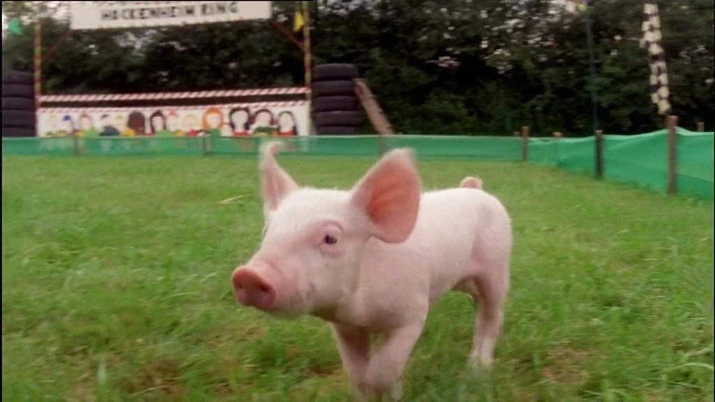 Rennschwein Rudi Rüssel