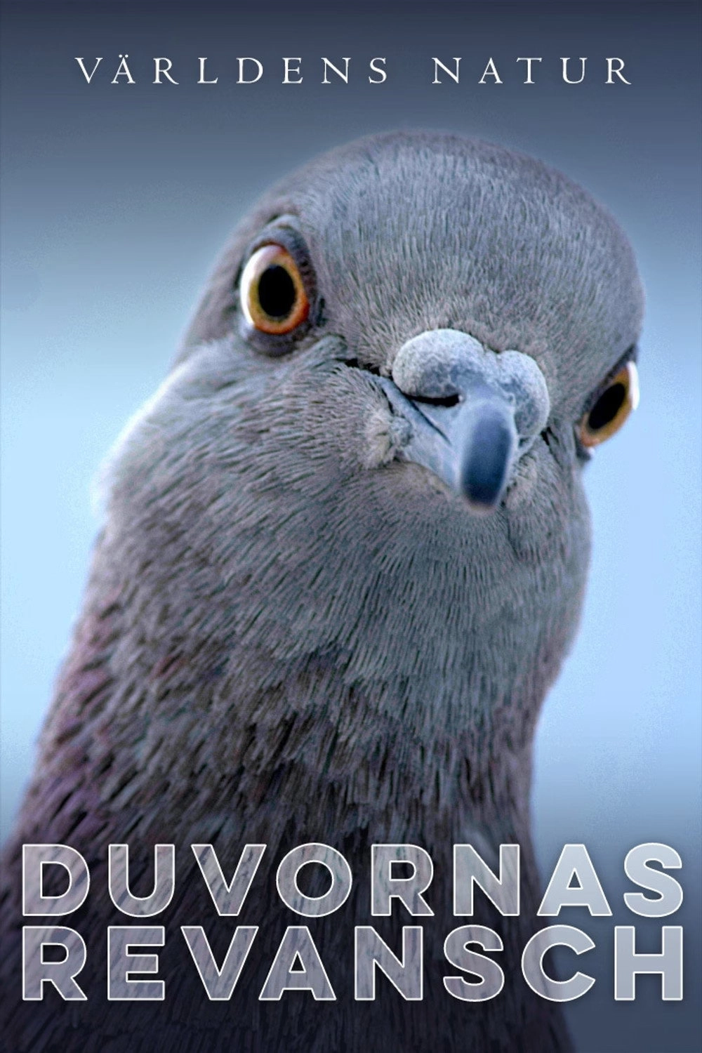 The Pigeon Hustle