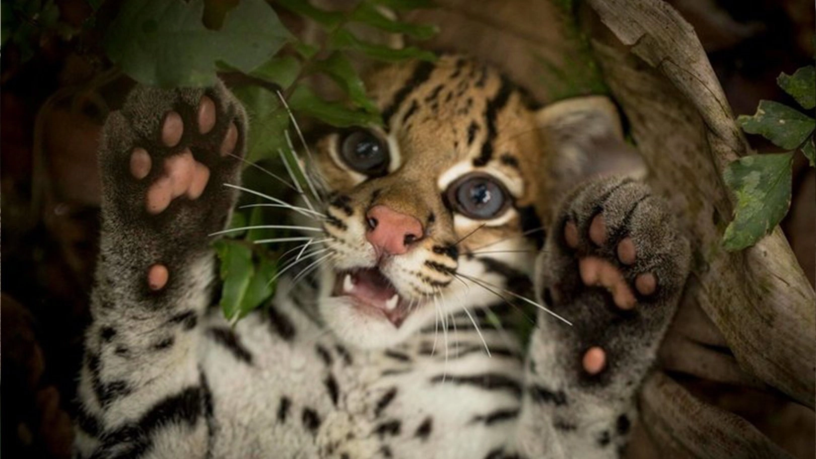 Wildcat
