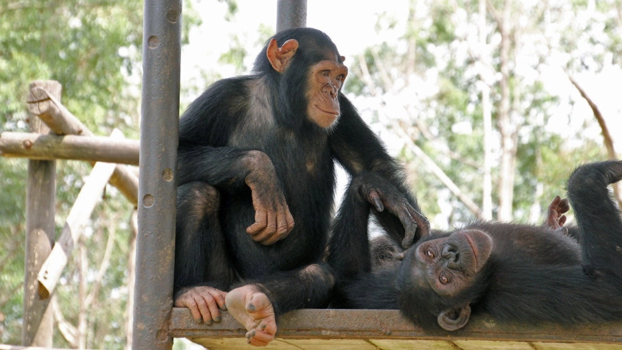 Schimpansen im Kongo mit Jane Goodall
