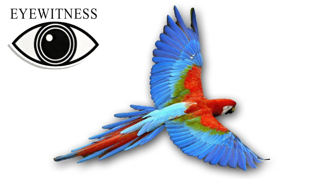 Eyewitness