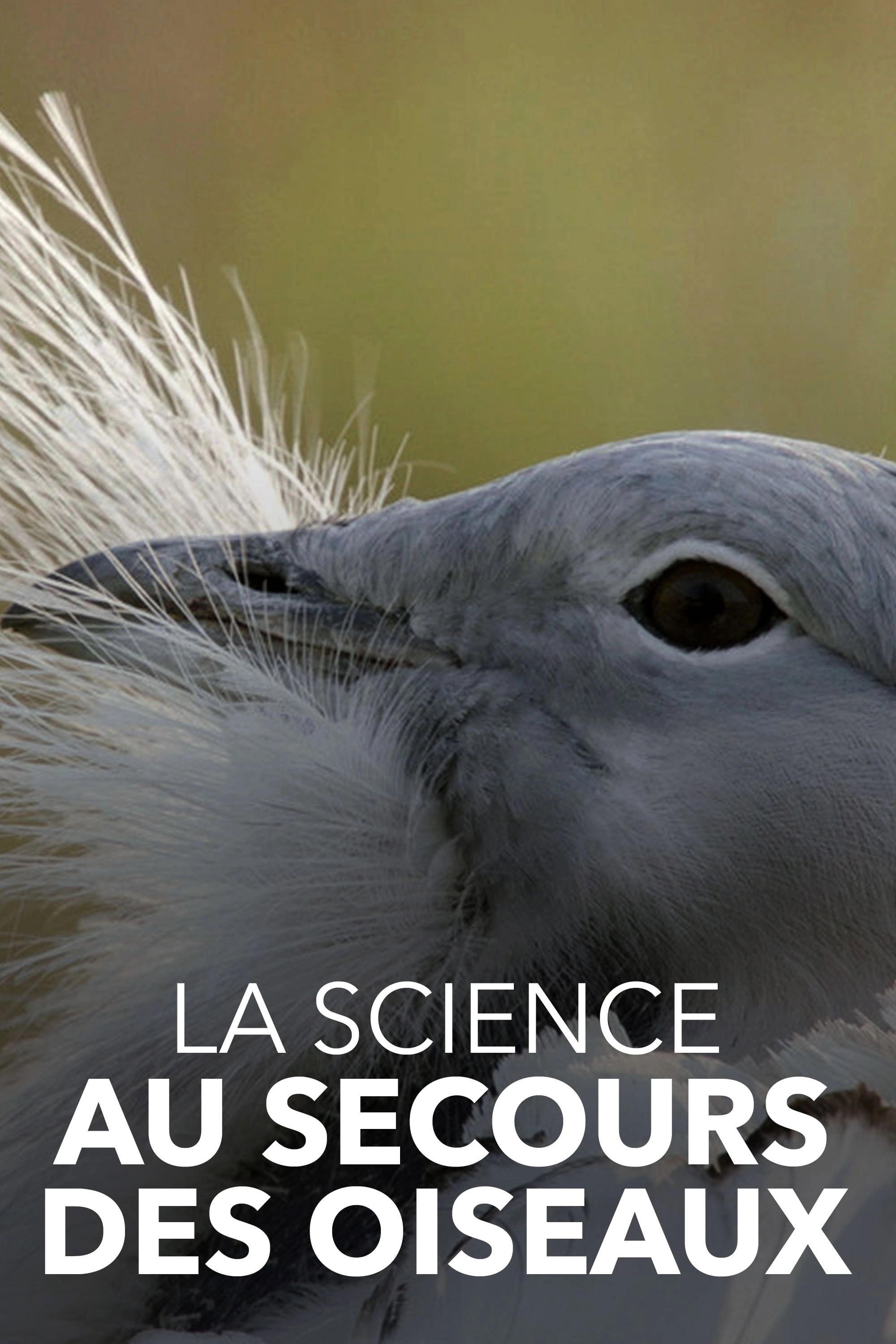Glorious Bustards