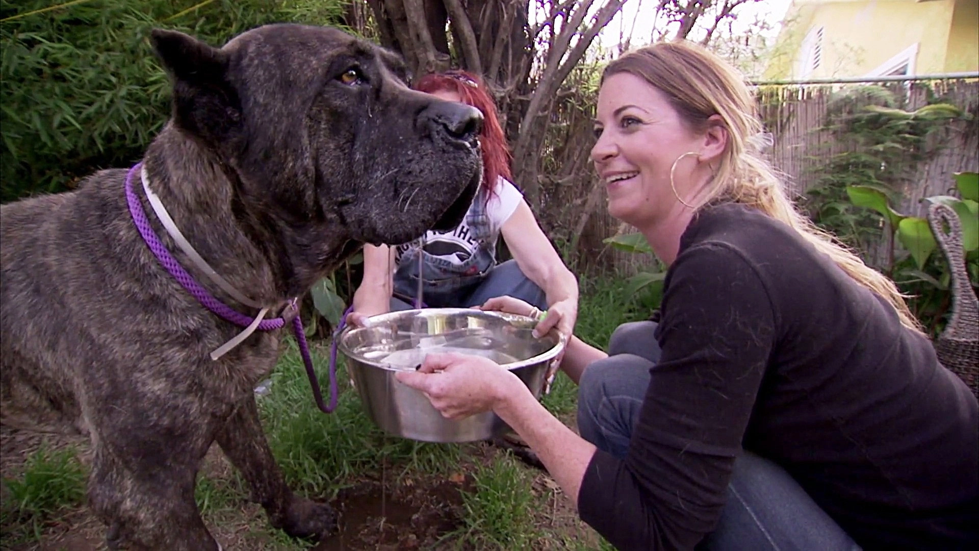 Pit Bulls and Parolees