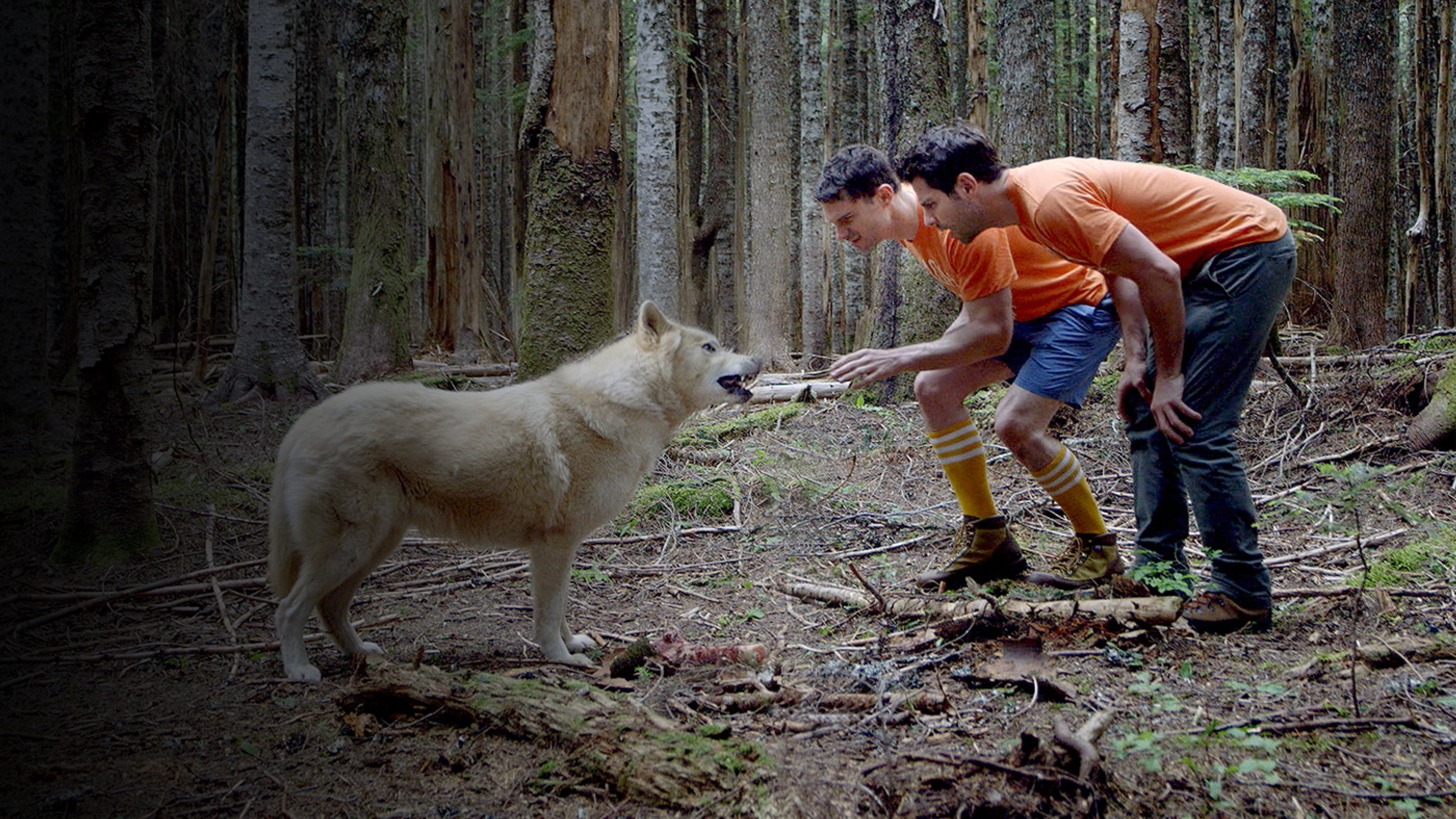 The Cat's House