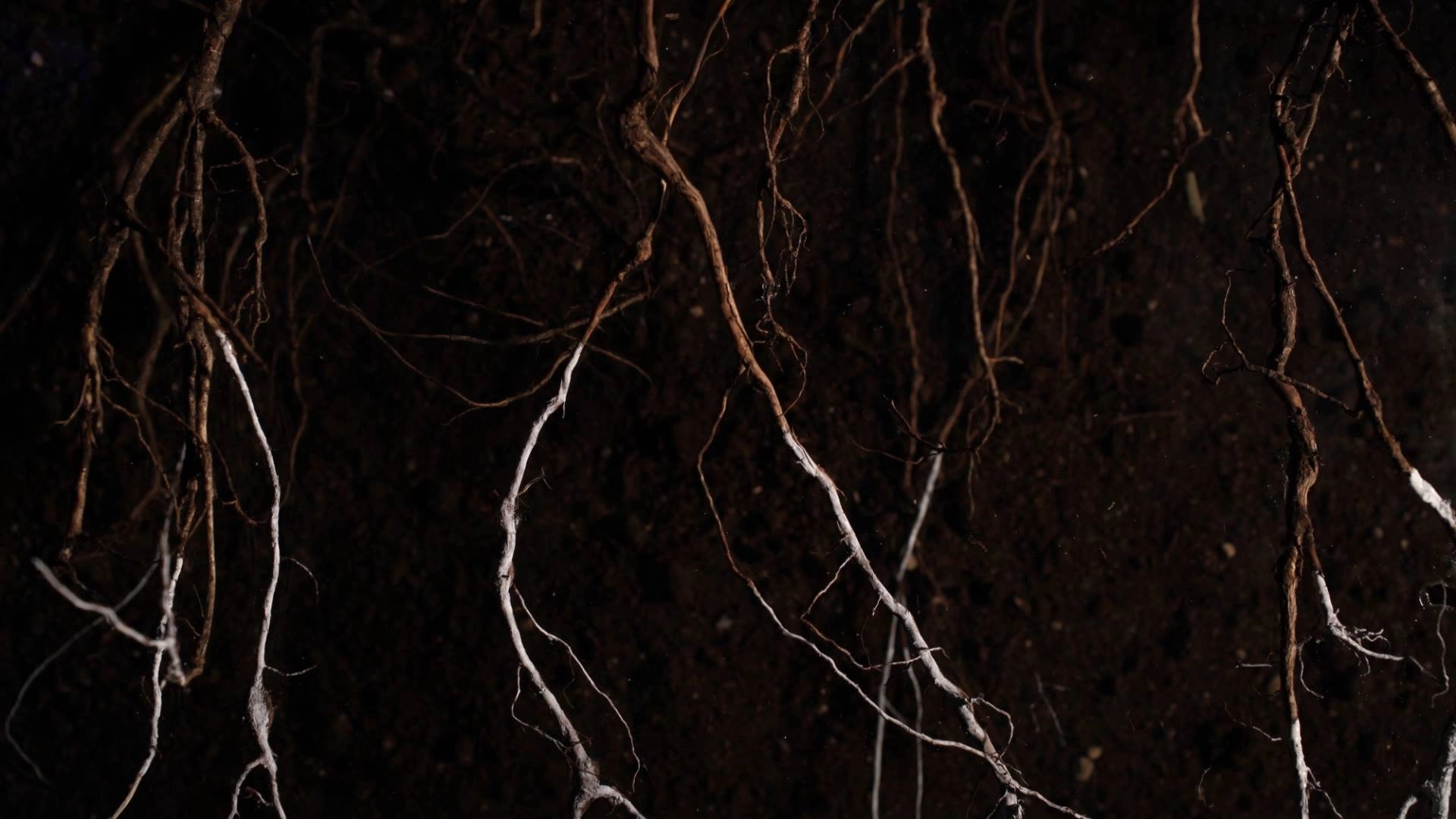 Roots