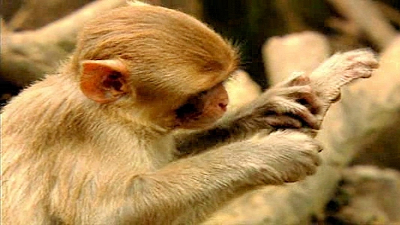 Animals Like Us