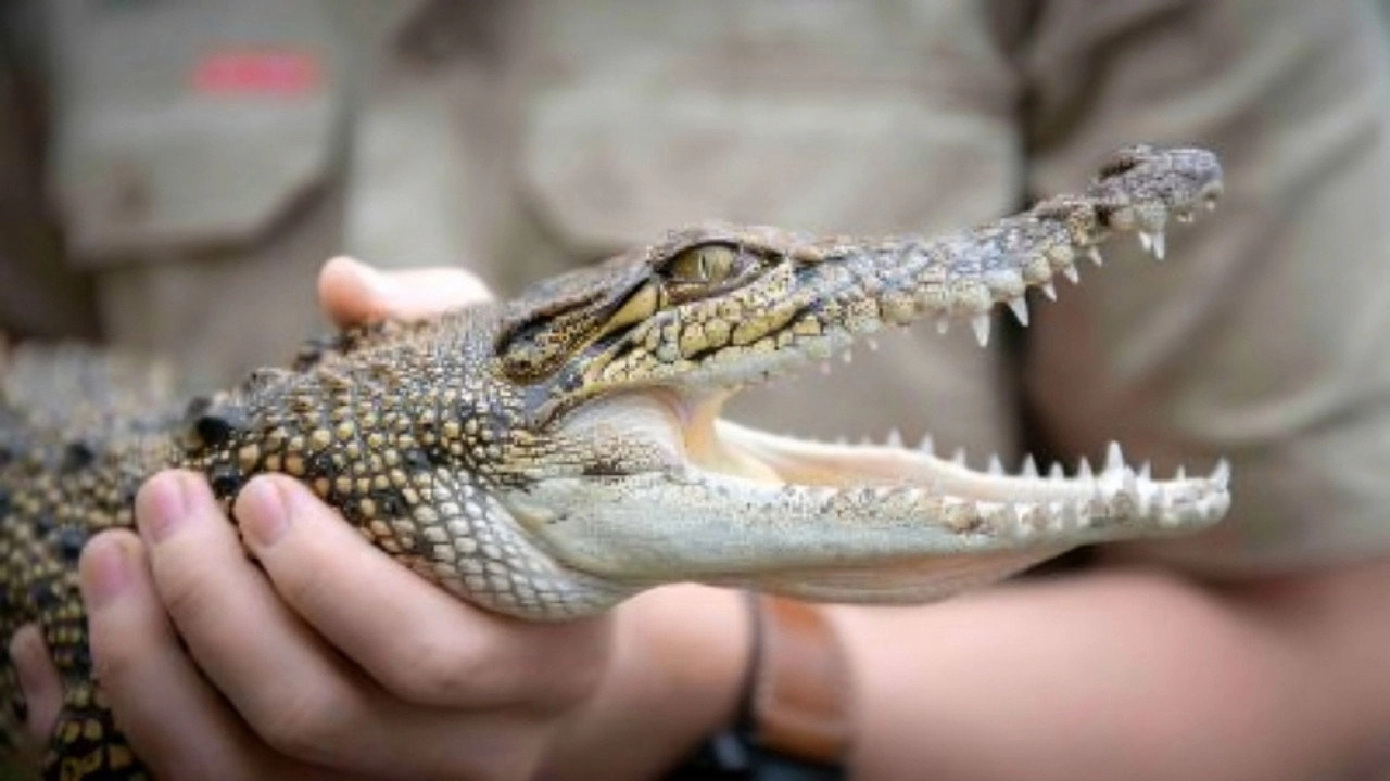 Crikey! It's the Irwins