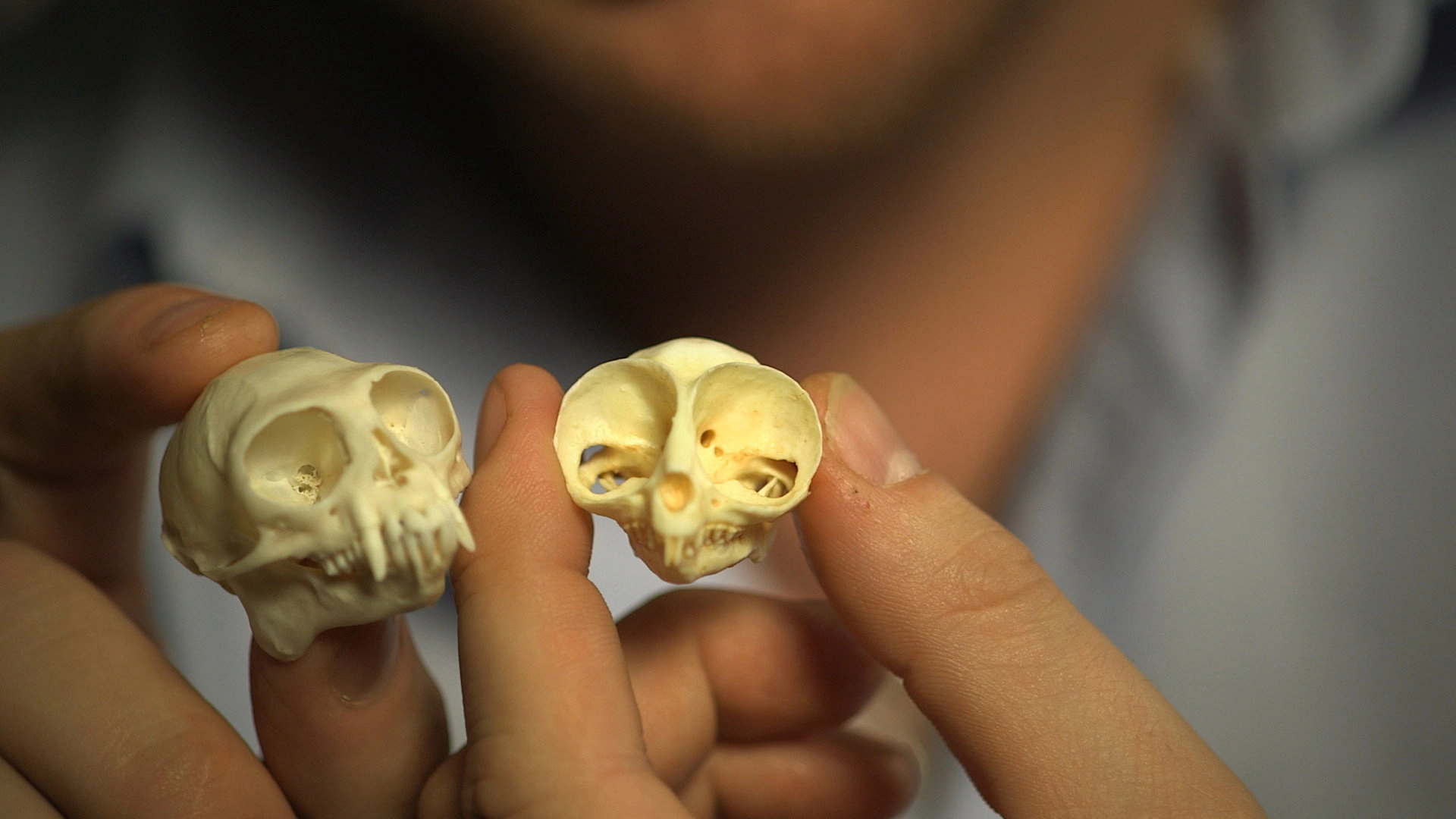 Secrets of Bones
