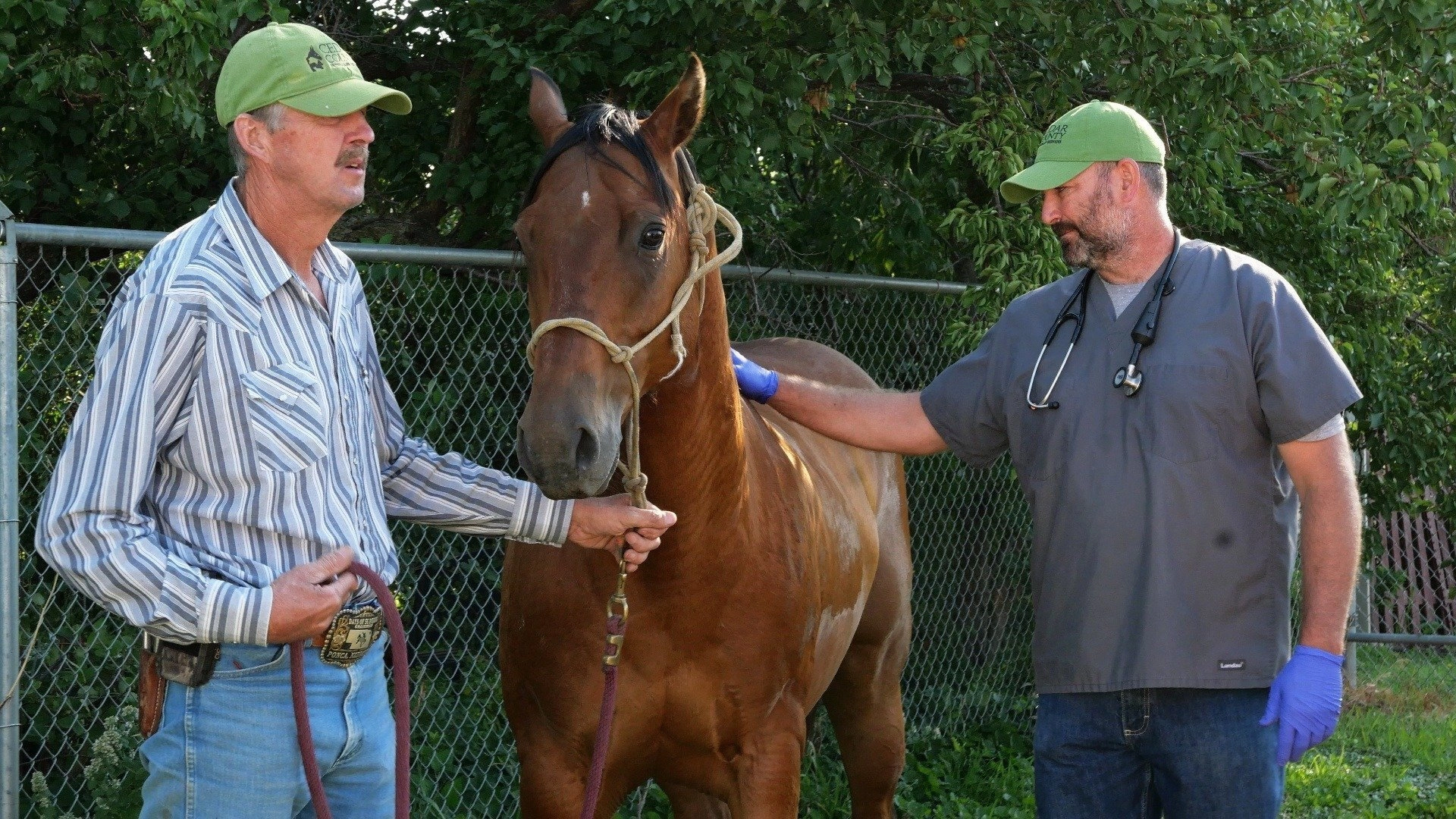 Heartland Docs, DVM