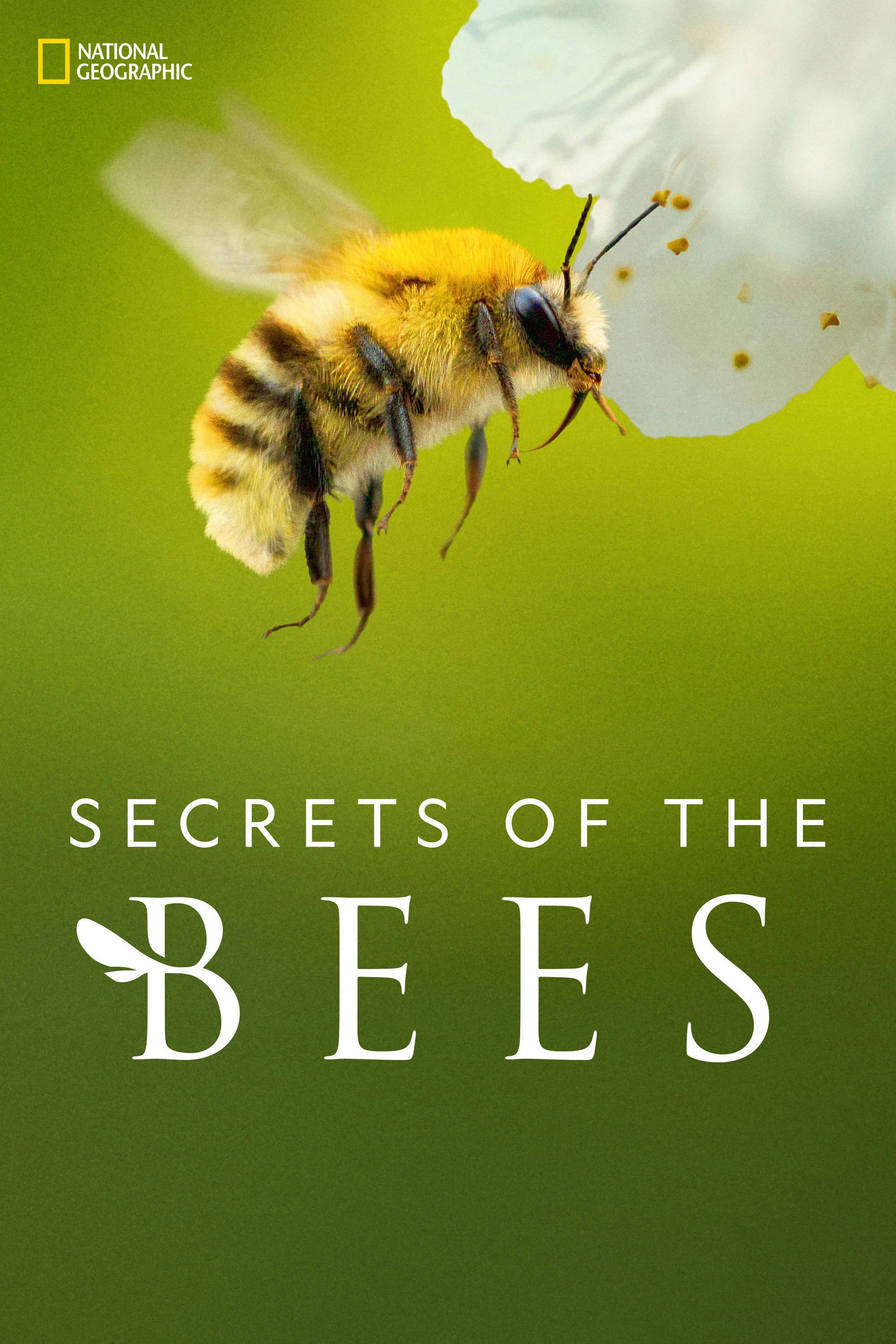 Secrets of the Bees