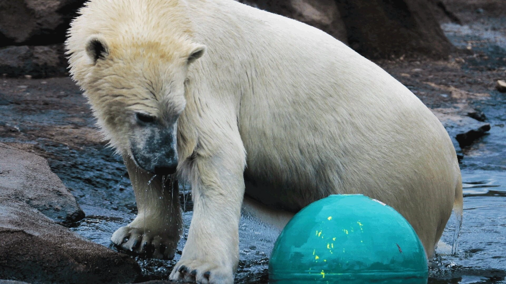 Secrets of the Zoo