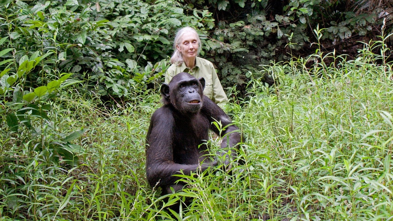 Schimpansen im Kongo mit Jane Goodall