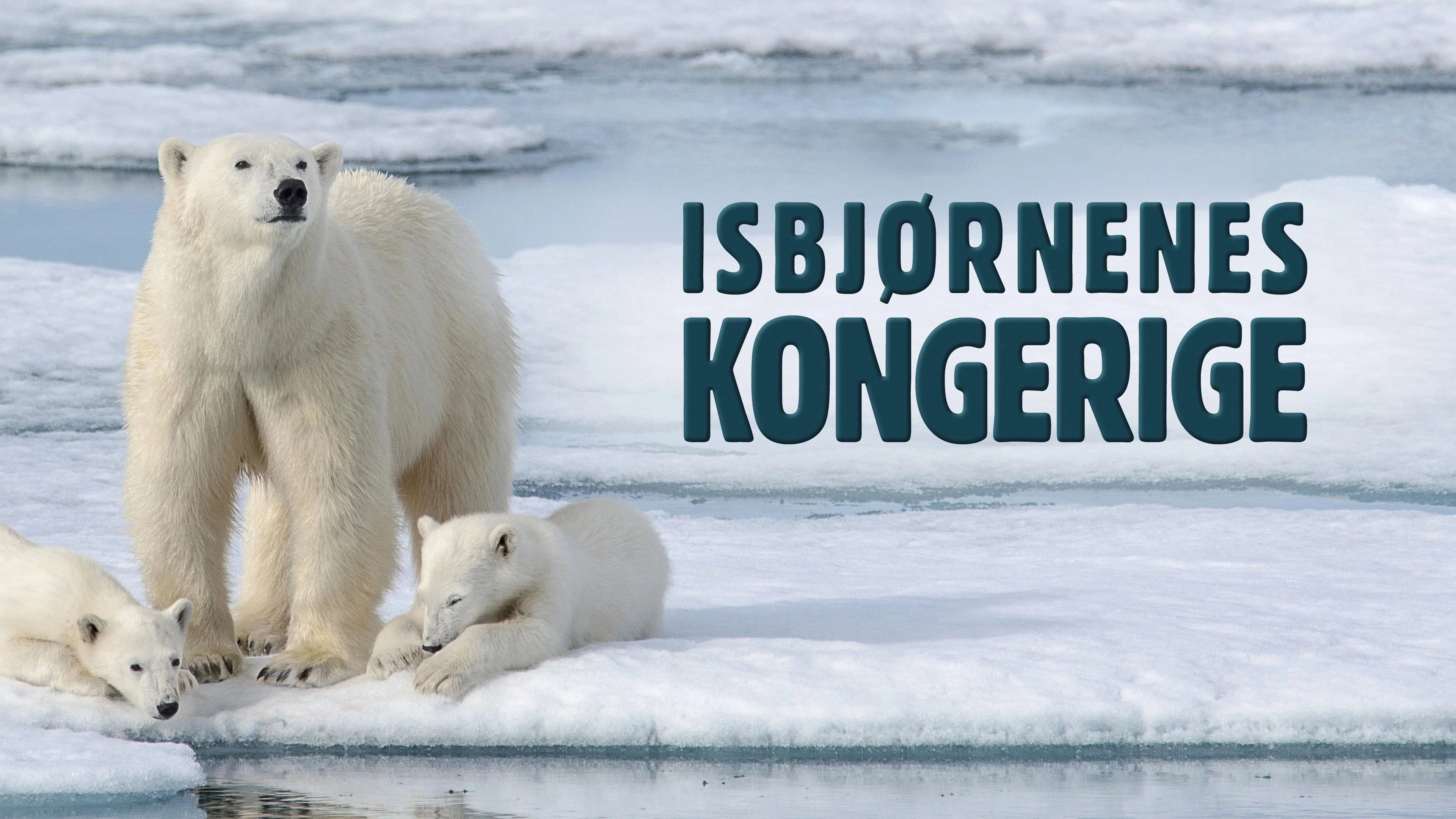 Kingdom of the Polar Bears