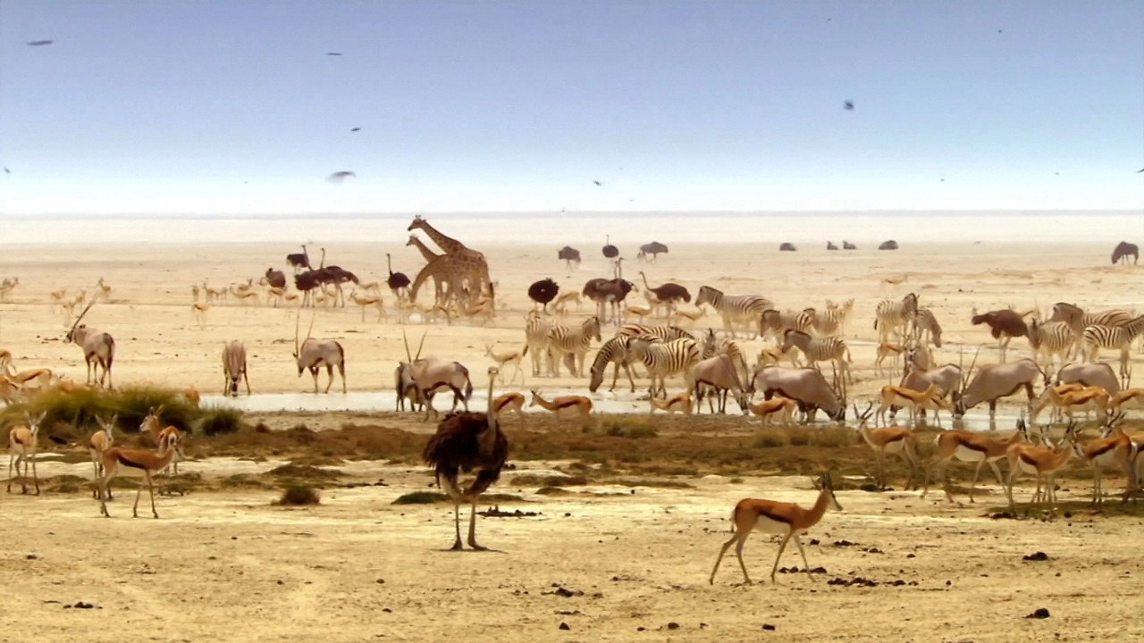 Africa