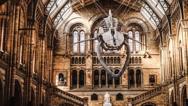 Natural History Museum: World of Wonder