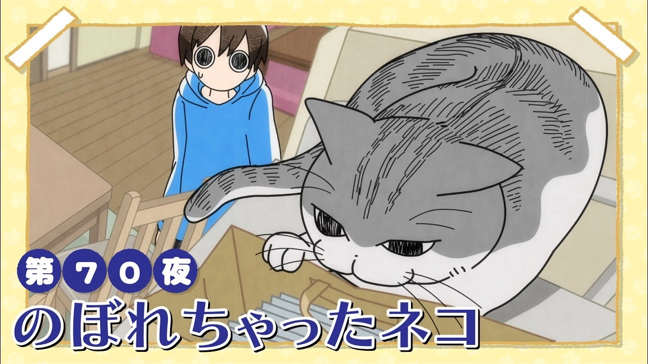 Nights with a Cat