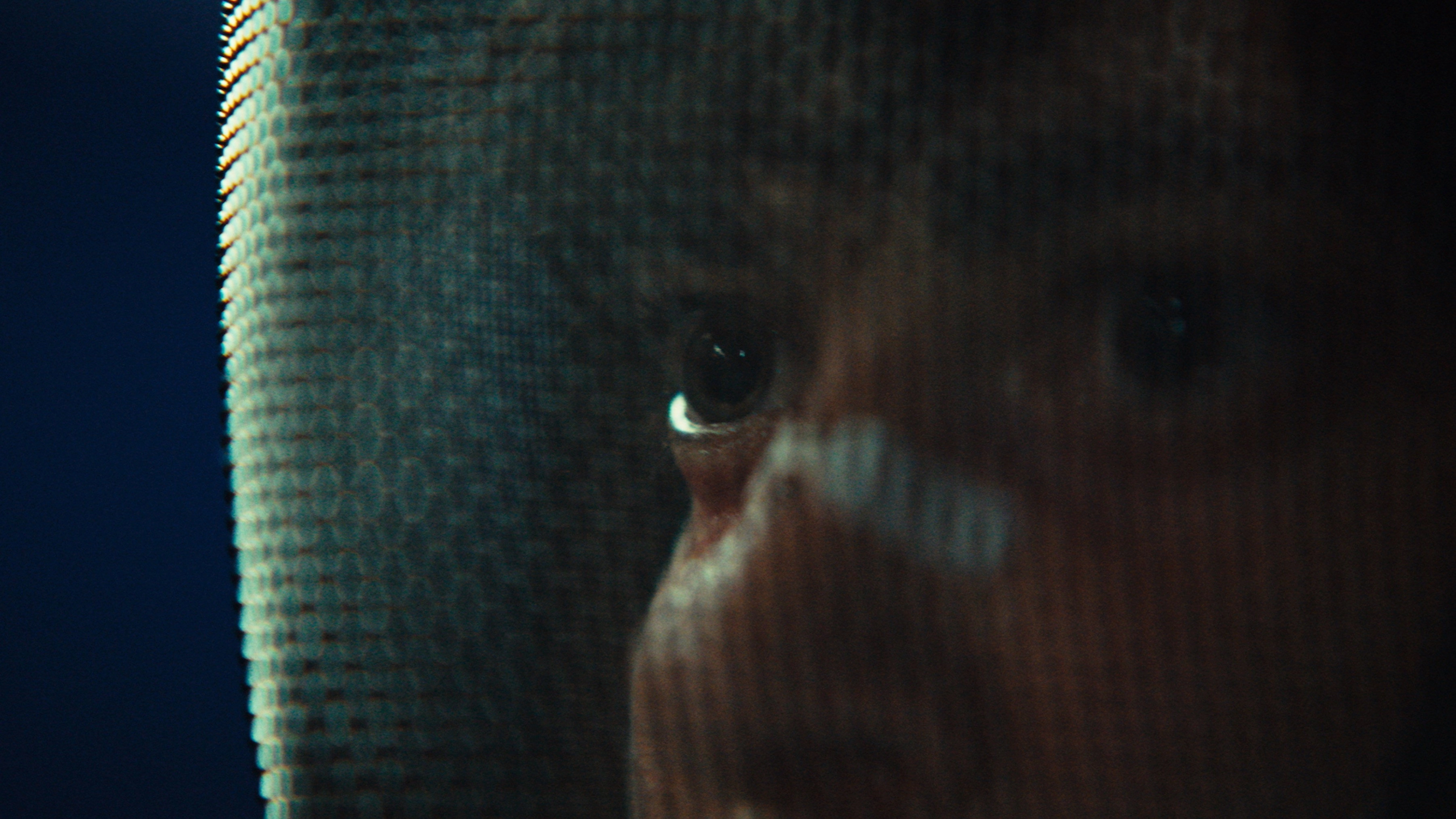 The Fencer