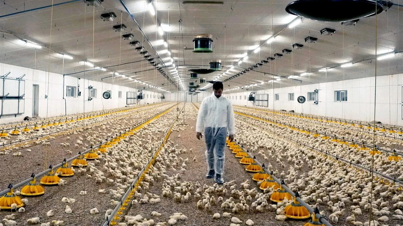 Production Line Animals